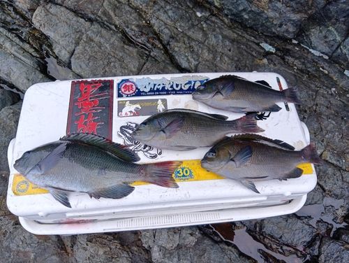 メジナの釣果