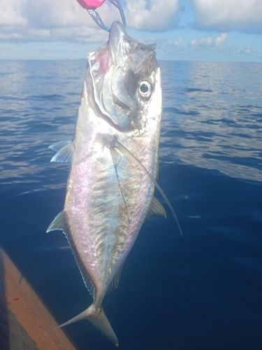 ナンヨウカイワリの釣果