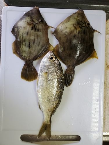 片浜海岸