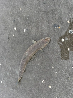 エソの釣果