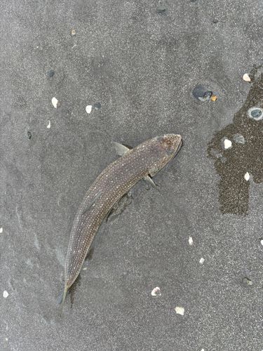 新舞子海岸（富津）