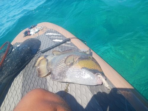 スジアラの釣果
