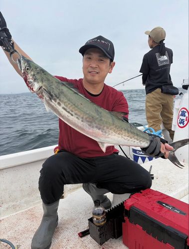 サワラの釣果