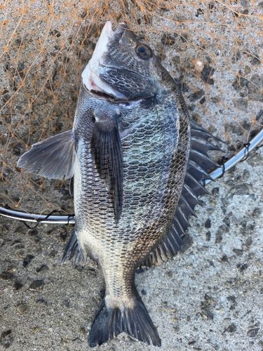 チヌの釣果