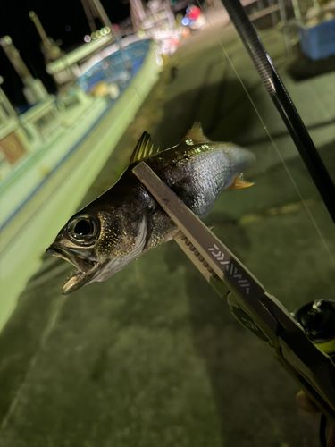 勝浦湾