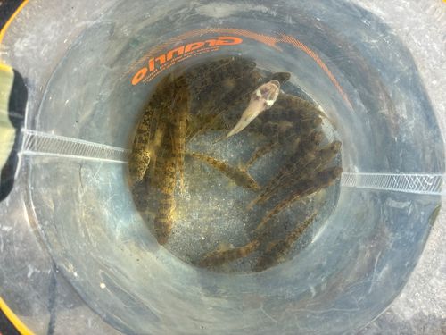マハゼの釣果