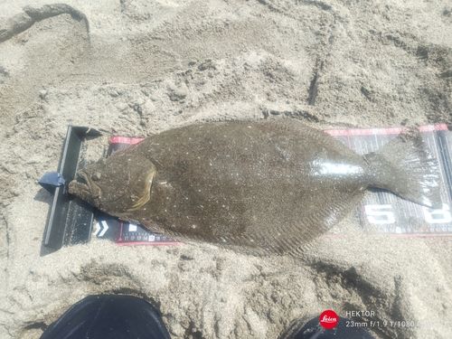 ヒラメの釣果