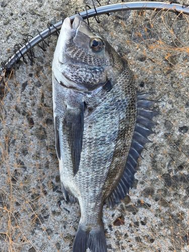 チヌの釣果