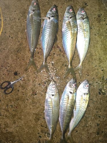 アジの釣果