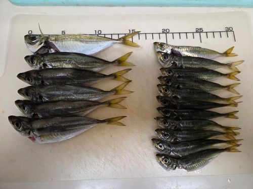 マアジの釣果