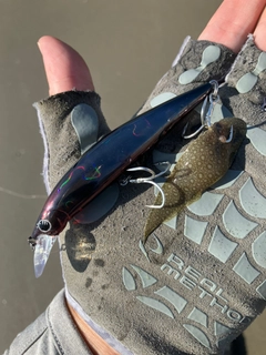 シタビラメの釣果