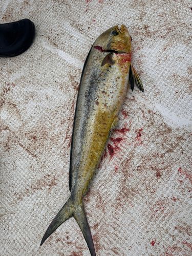 シイラの釣果