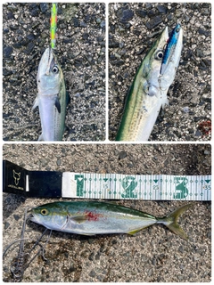 ツバスの釣果