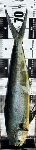 館山湾