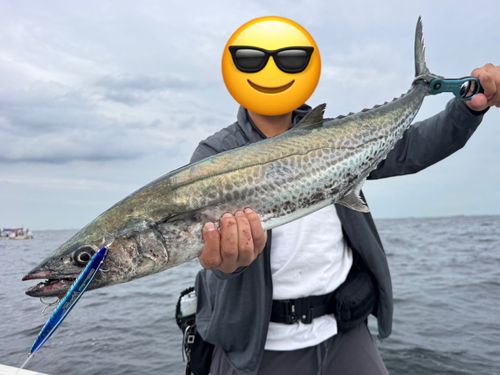 サワラの釣果