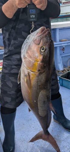 カンパチの釣果