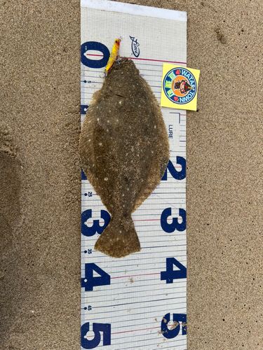 ヒラメの釣果