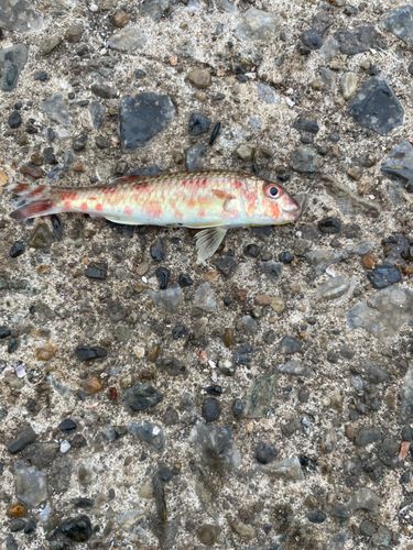 ヒメジの釣果