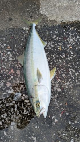 ヤズの釣果