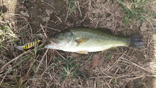 ラージマウスバスの釣果