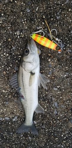 スズキの釣果