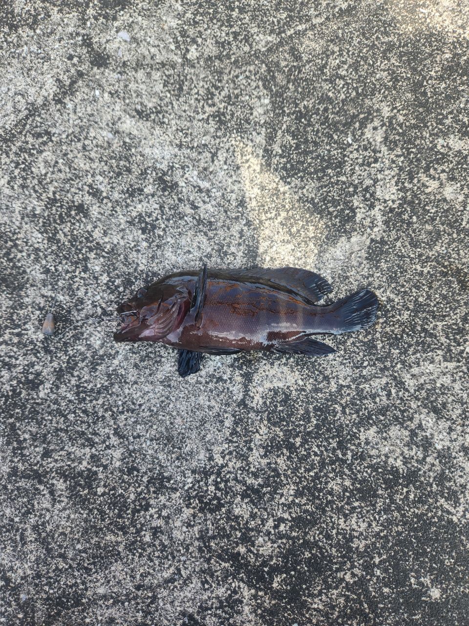 マハタ