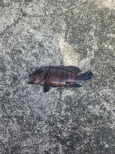 マハタの釣果