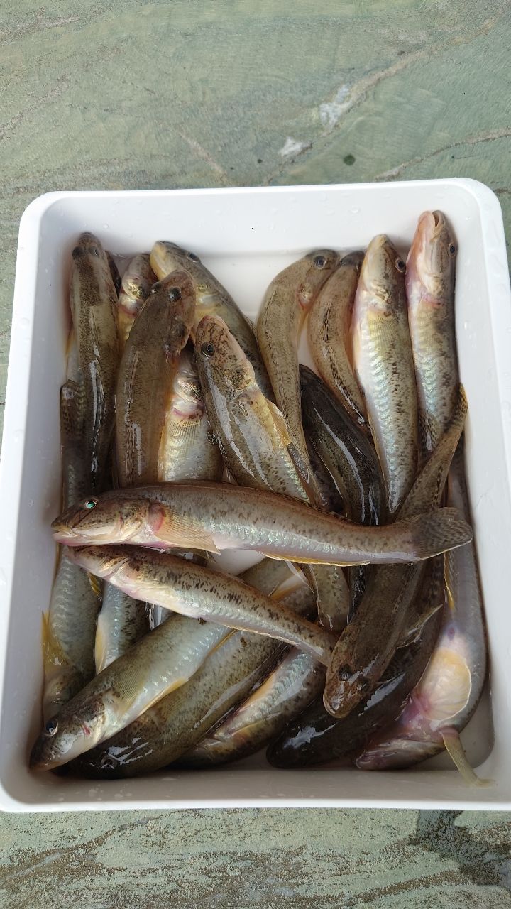 Gamakatsu ラグゼ チータ R3 96Mの最安値・インプレ・釣果