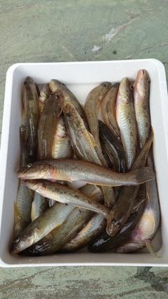 マハゼの釣果
