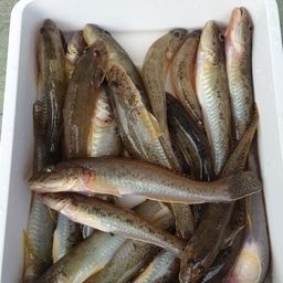 マハゼ