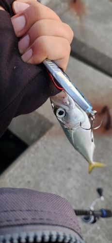 サバの釣果