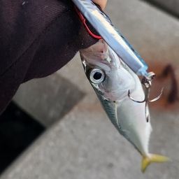 サバ