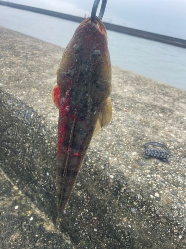 マゴチの釣果