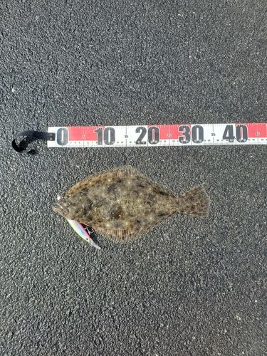 ソゲの釣果