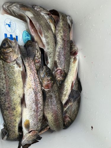 ニジマスの釣果