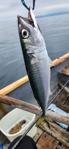 サバの釣果