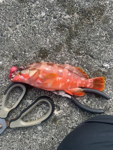 アカハタの釣果