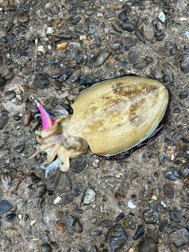 コウイカの釣果