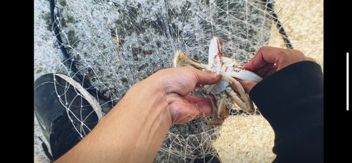 ワタリガニの釣果