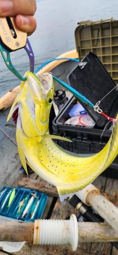 シイラの釣果