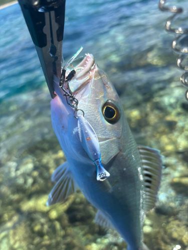 釣果