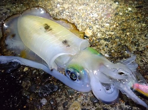 アオリイカの釣果