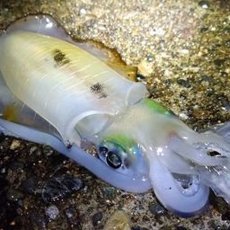 アオリイカ