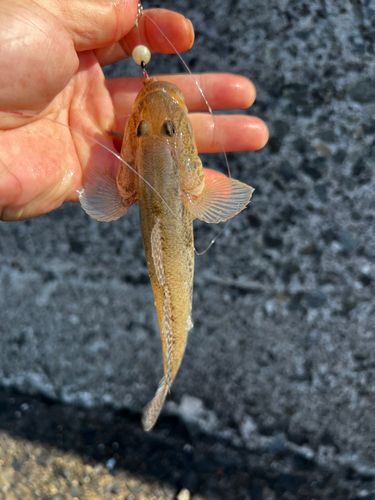 ハゼの釣果