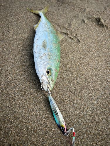 ワカシの釣果