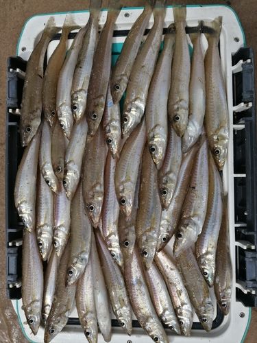 シロギスの釣果