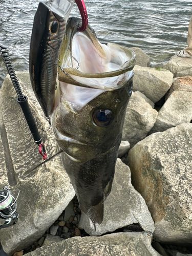 マルスズキの釣果