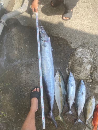 カマスサワラの釣果