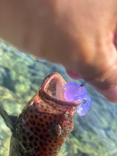 釣果