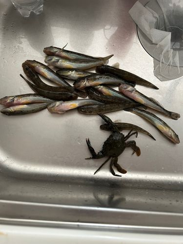 ハゼの釣果